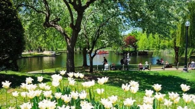 美国波士顿游玩赏花指南